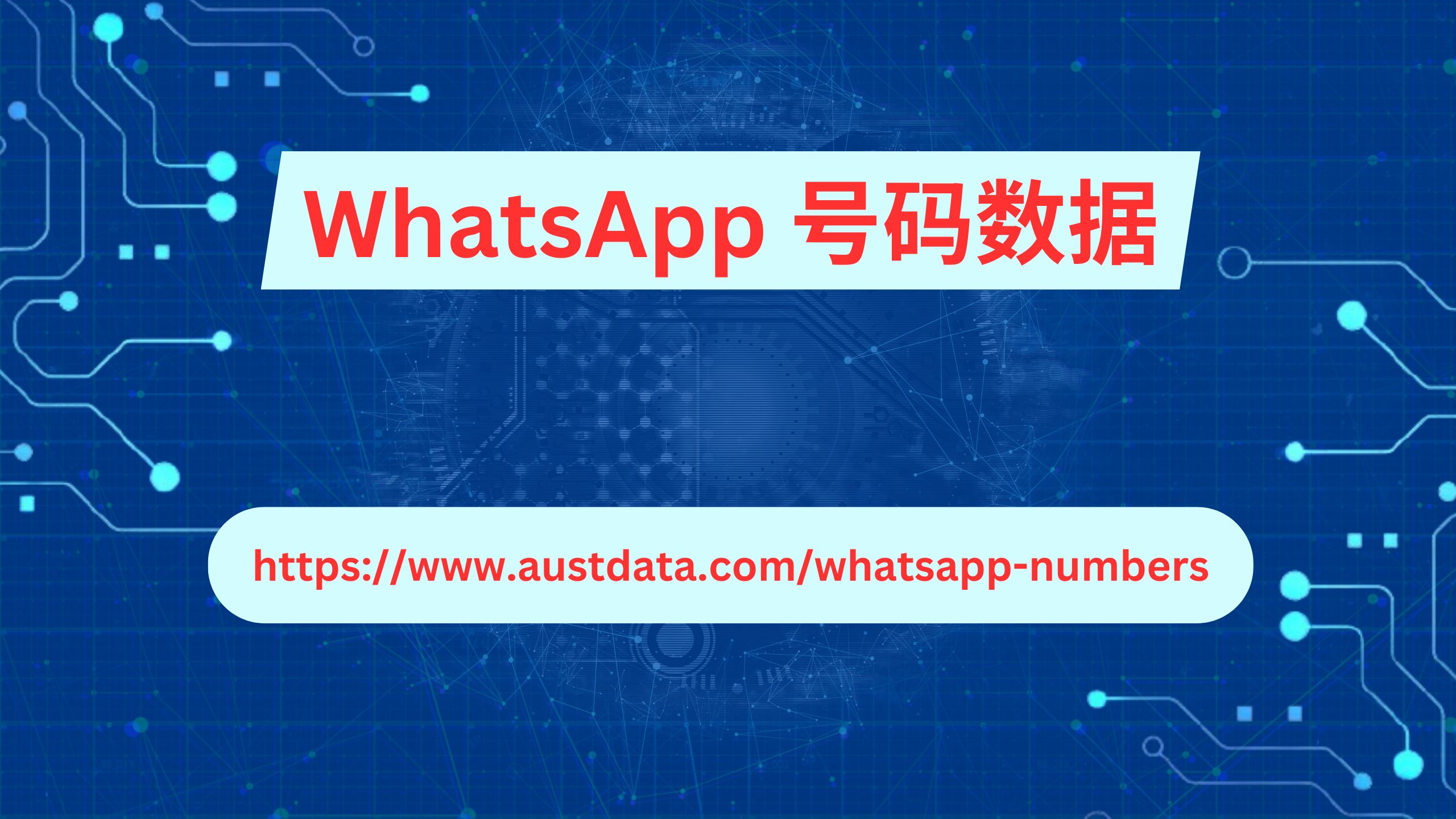 WhatsApp 号码数据